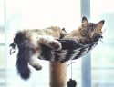 un chat dort sur un arbre a chat
